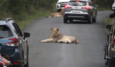 Predicting animal movements under global change