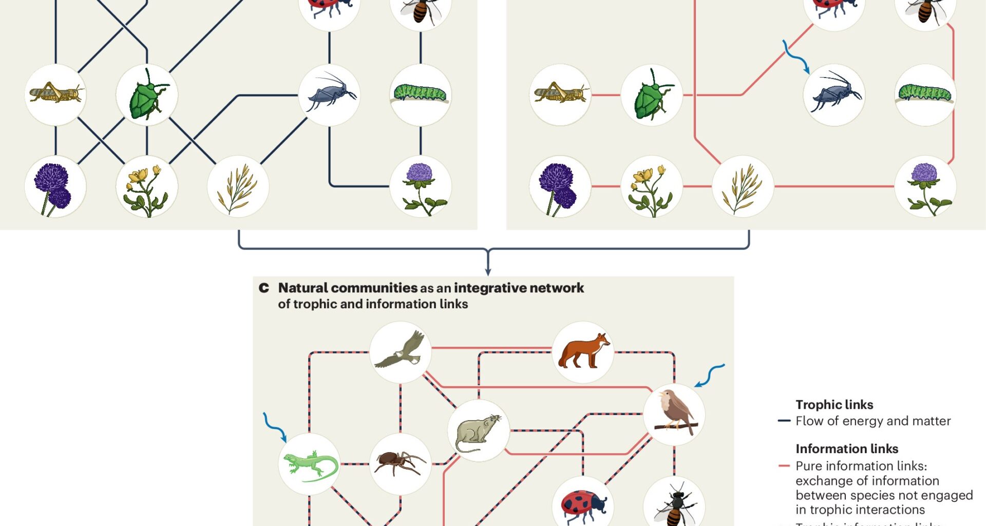 'Internet of nature' helps researchers explore the web of life