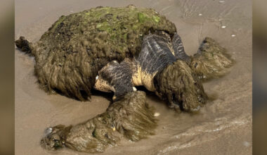 Family Finds Odd Mass Washed Up On Beach — And Ends Up Saving A Life