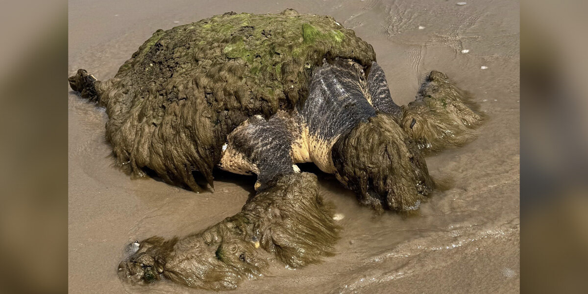 Family Finds Odd Mass Washed Up On Beach — And Ends Up Saving A Life