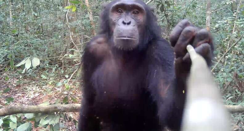 chimp