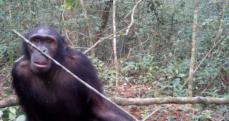 chimp
