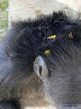 Rescuers See Chimp Has Something Yellow On Her Head And Can’t Believe Who It Is