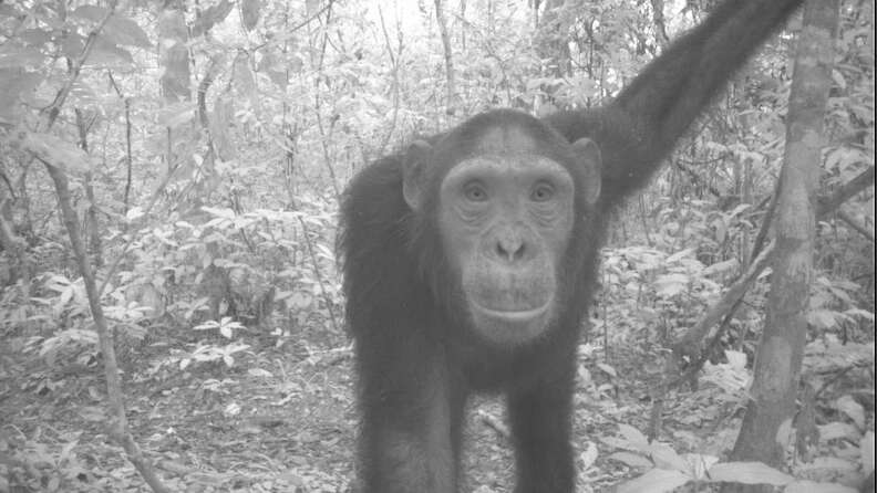 chimp