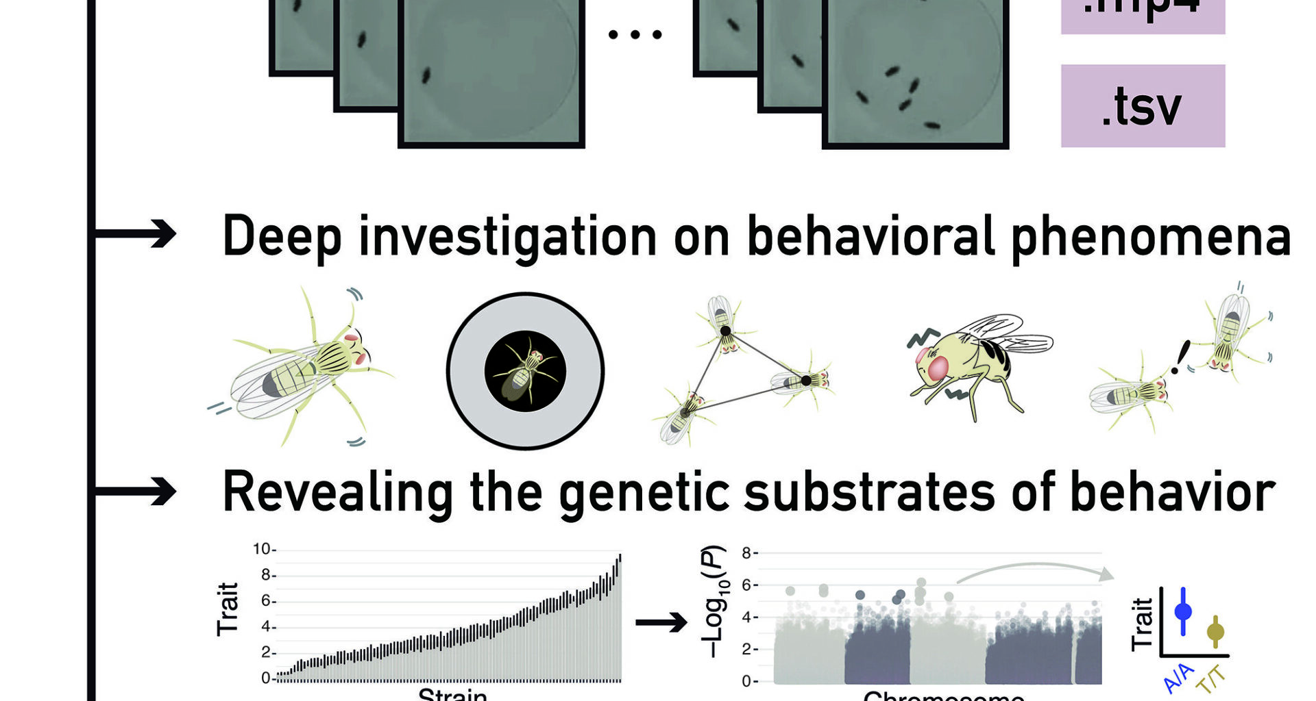 Comprehensive fruit fly behavior dataset maps genetic diversity to decode animal behavioral patterns