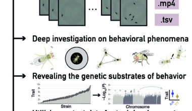Comprehensive fruit fly behavior dataset maps genetic diversity to decode animal behavioral patterns
