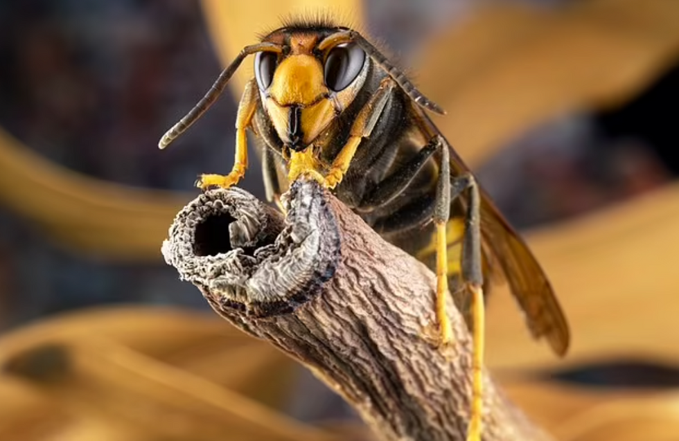 Asian hornet