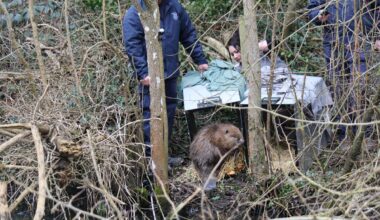 A male Eurasian beaver is released at the Old River Bed. Picture: Shropshire Wildlife Trust