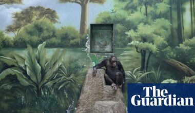 Apes, toilets, conflicts and cowboys: Sony World Photography awards – in pictures - The Guardian