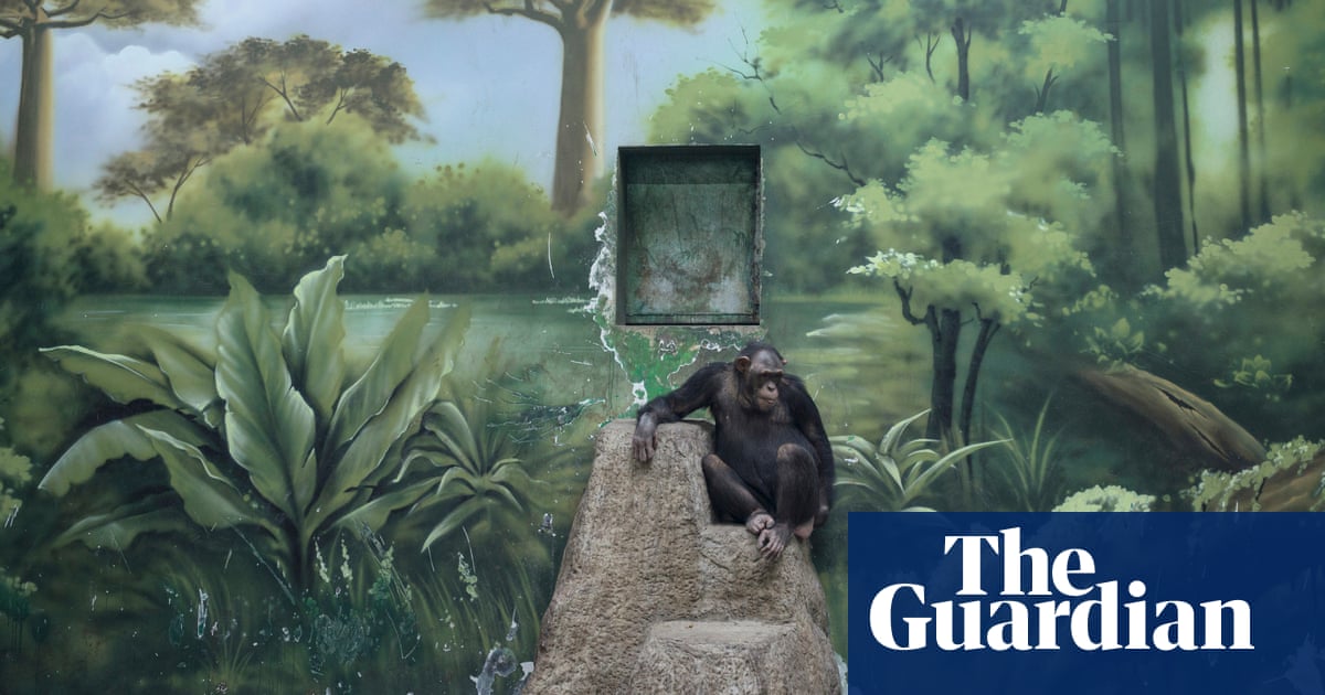 Apes, toilets, conflicts and cowboys: Sony World Photography awards – in pictures - The Guardian
