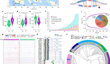 Pangenome study unveils wild and cultivated rice's genetic diversity