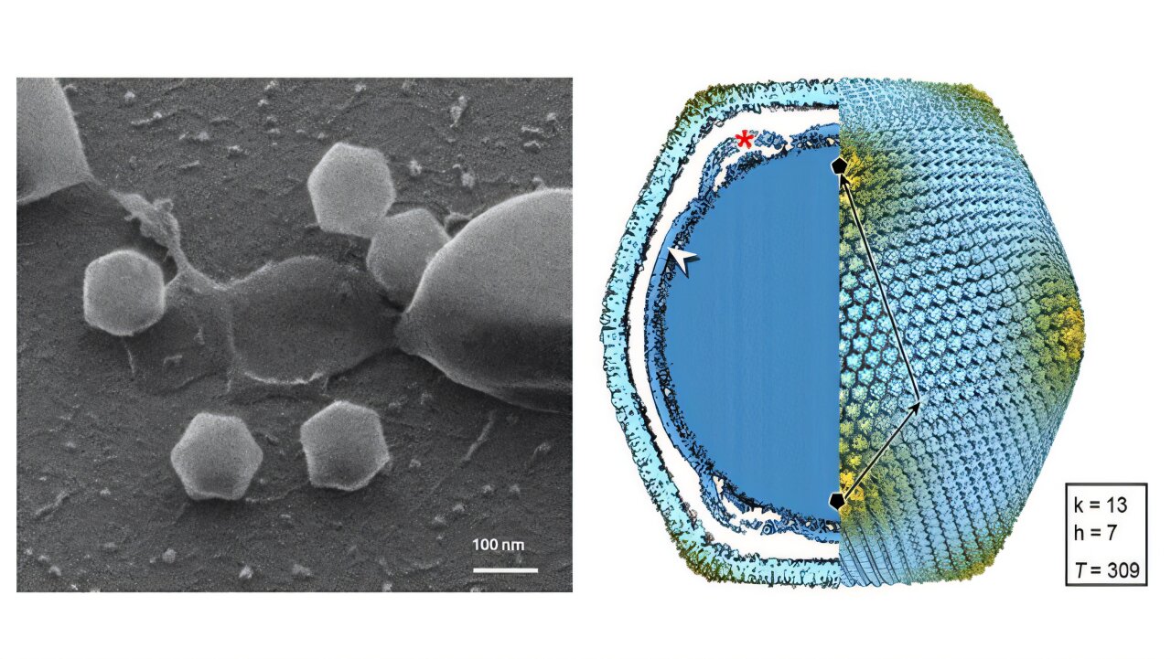 Giant virus discovered in Finland