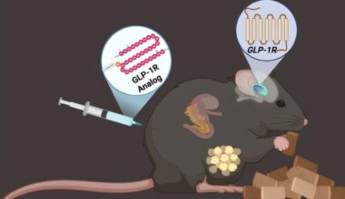 GLP-1 therapies show potential for treating rare genetic disorder Bardet-Biedl syndrome