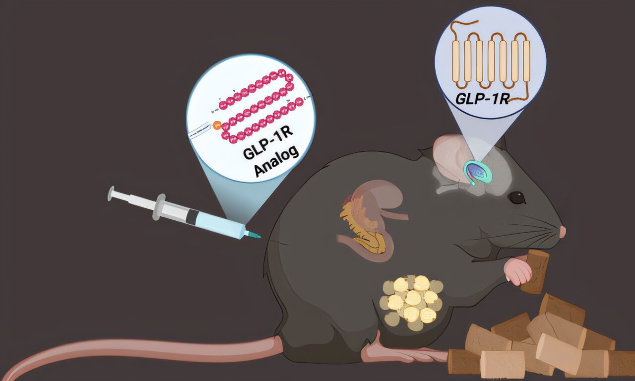 GLP-1 therapies show potential for treating rare genetic disorder Bardet-Biedl syndrome