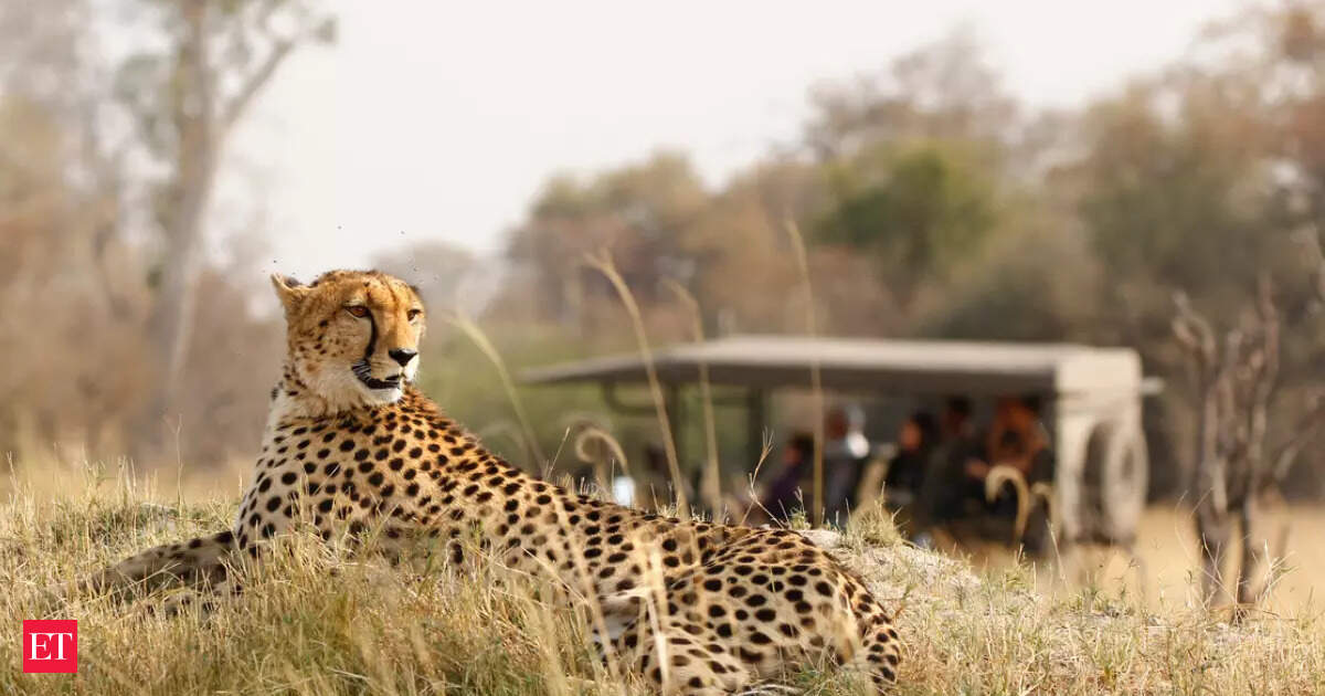 Eight cheetahs to be brought to India from Botswana; first four to arrive in May