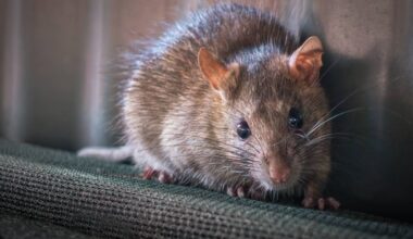 Banish rats from home with three cheap items as Birmingham bin strike rumbles on