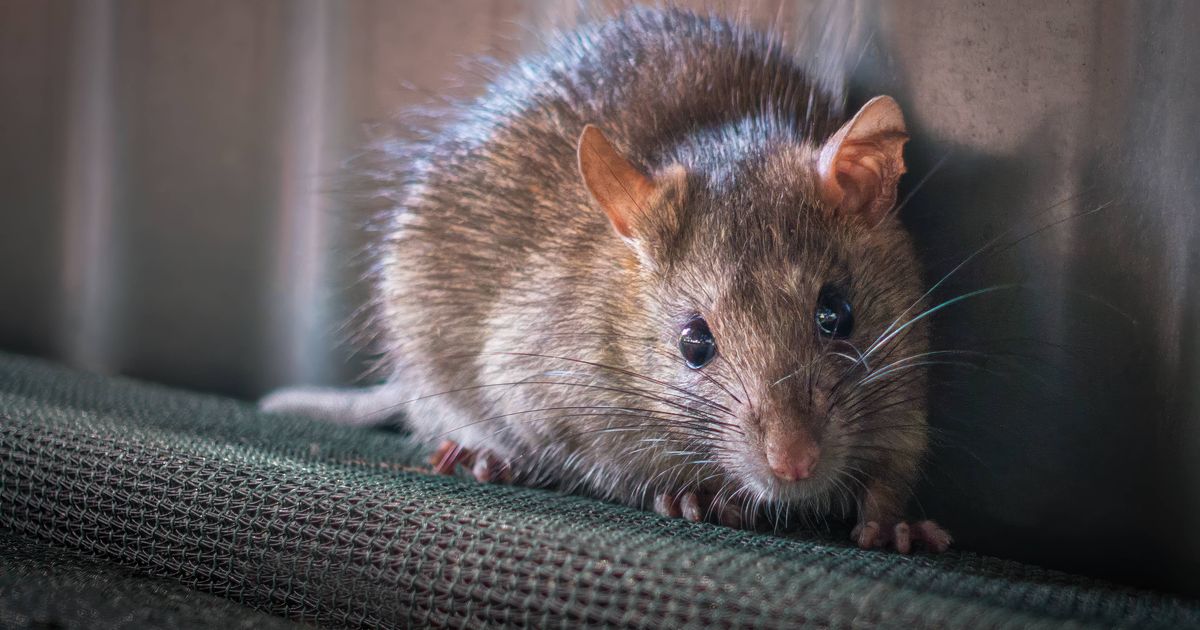 Banish rats from home with three cheap items as Birmingham bin strike rumbles on