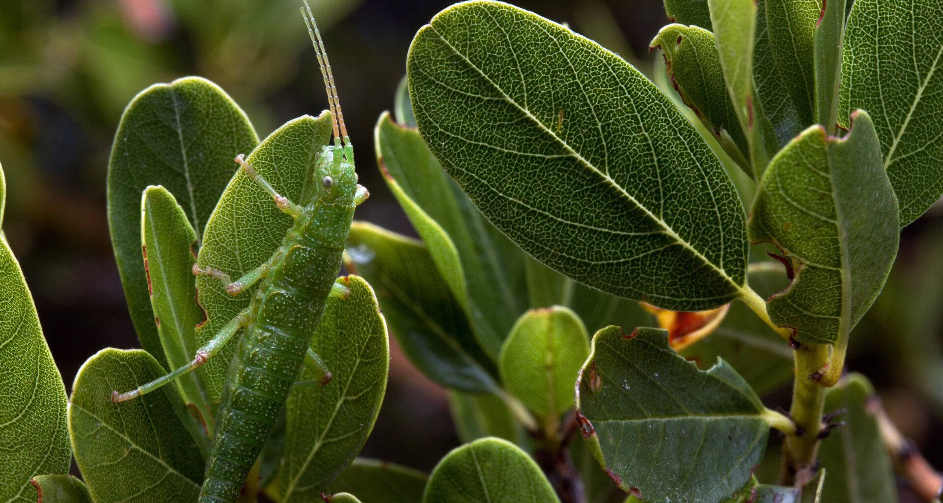 Complex chromosomal rearrangements drive color changes in stick insects