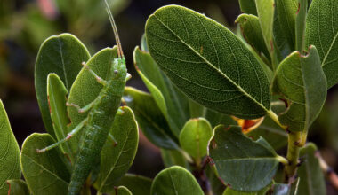 Complex chromosomal rearrangements drive color changes in stick insects