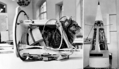 The Forgotten Story Of C341 — Or Félicette — The French Feline Who Was Launched Into Space In 1963