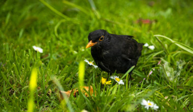 Why Blackbirds Are Dying in London