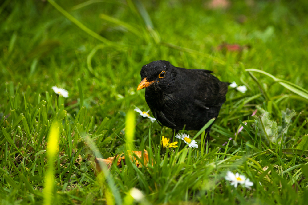 Why Blackbirds Are Dying in London