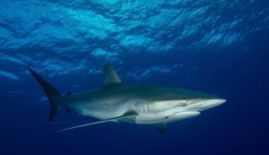 Genetic Tools Reveal What’s Really In Guatemala’s Shark Markets