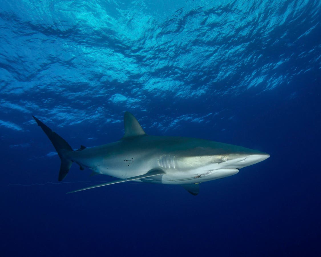 Genetic Tools Reveal What’s Really In Guatemala’s Shark Markets