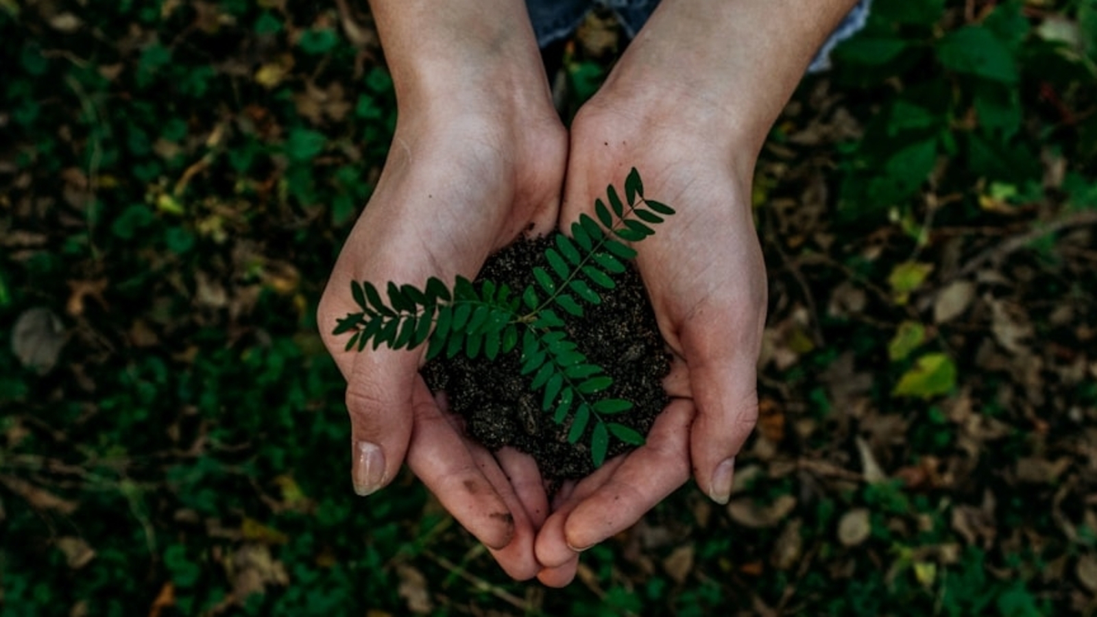 Earth Day 2025: Top 10 quotes, wishes to share with loved ones