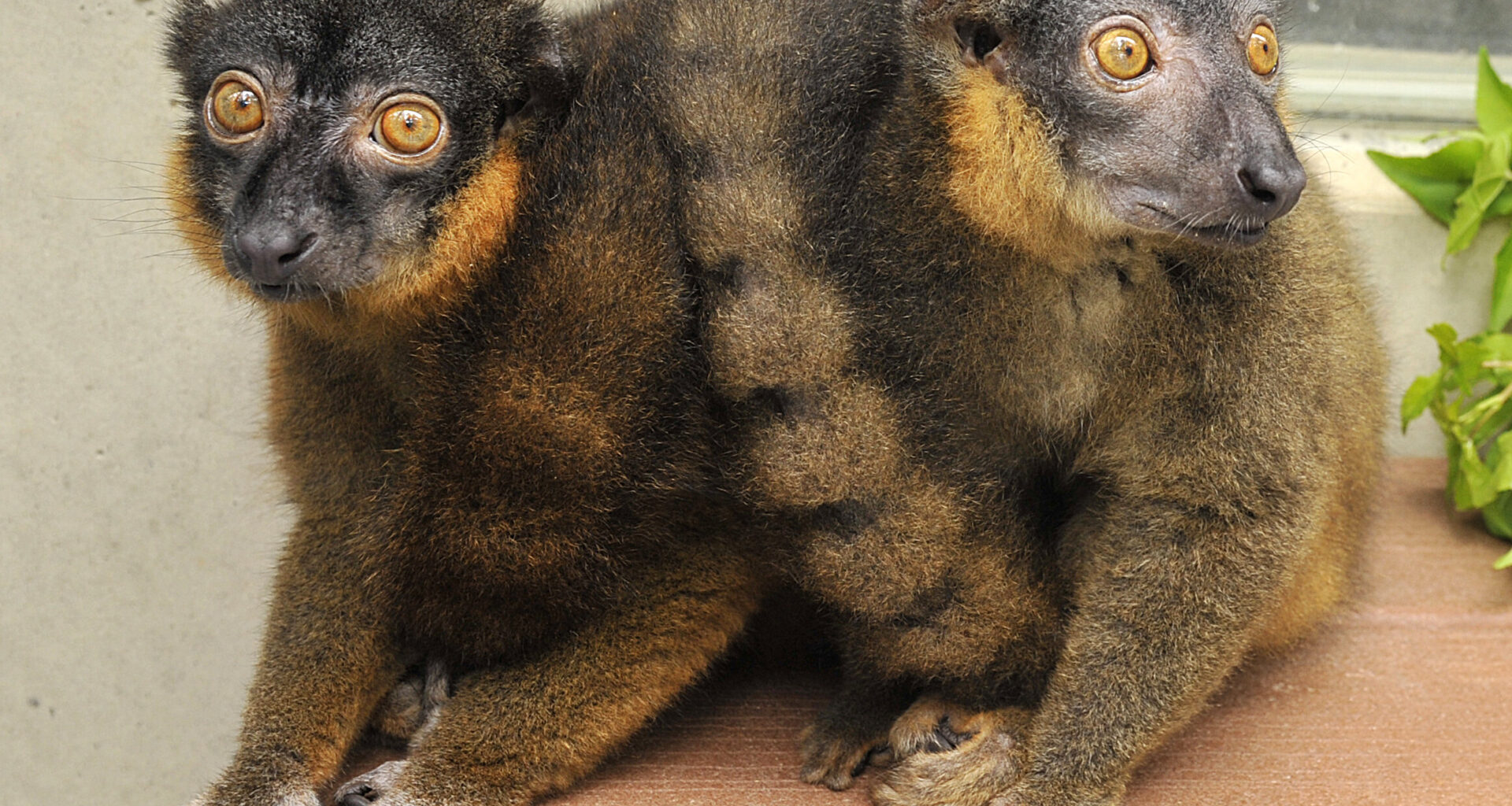 How changes in lemur brains made some mean girls nice