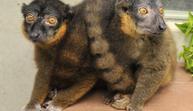 How changes in lemur brains made some mean girls nice
