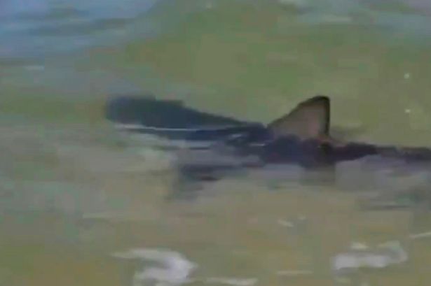 A photo of a shark in the water near Israel's coast 