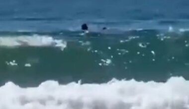 Worrying cause of Hadera shark attack as nuclear power plant is blamed