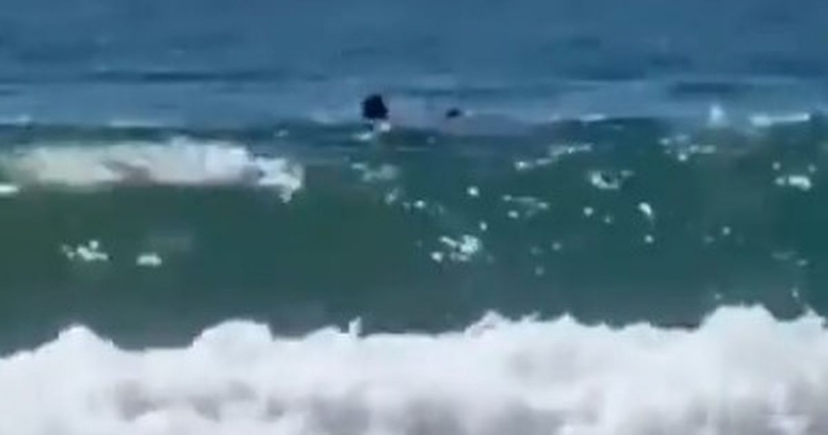 Worrying cause of Hadera shark attack as nuclear power plant is blamed