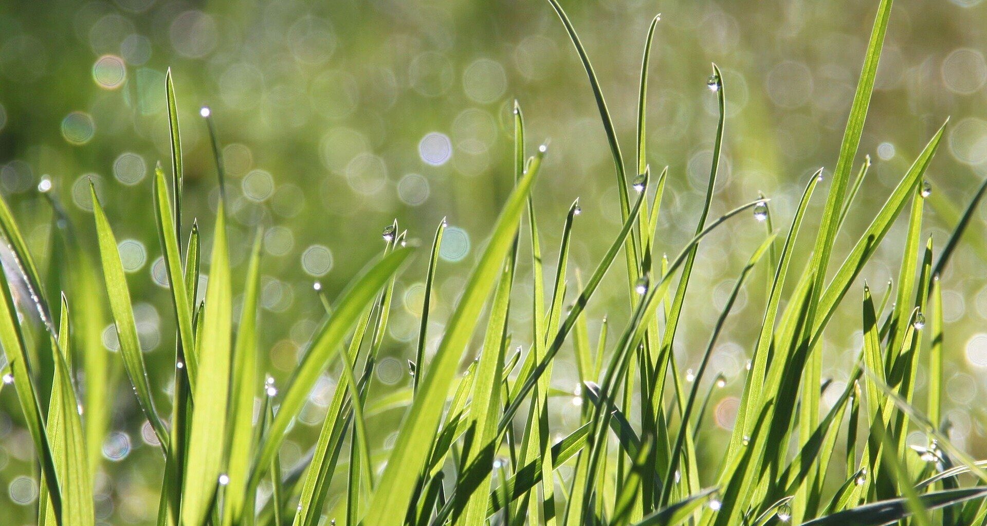 New analysis identifies 13,000 genes found in all grasses