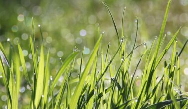 New analysis identifies 13,000 genes found in all grasses