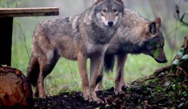 Brilliant zoo less than an hour from Cardiff that will be quieter this Easter holidays