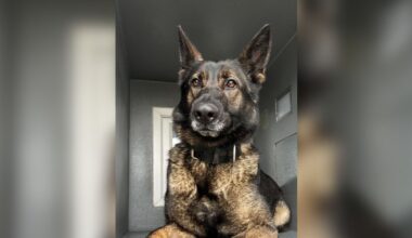 Suspect named after police dog finds man under workbench