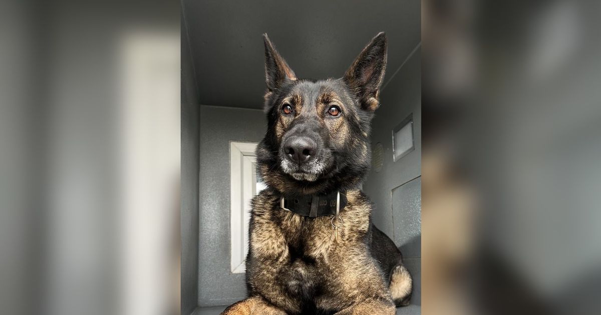 Suspect named after police dog finds man under workbench