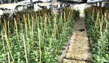 Trio jailed after police uncover Scotland’s largest-ever cannabis farm