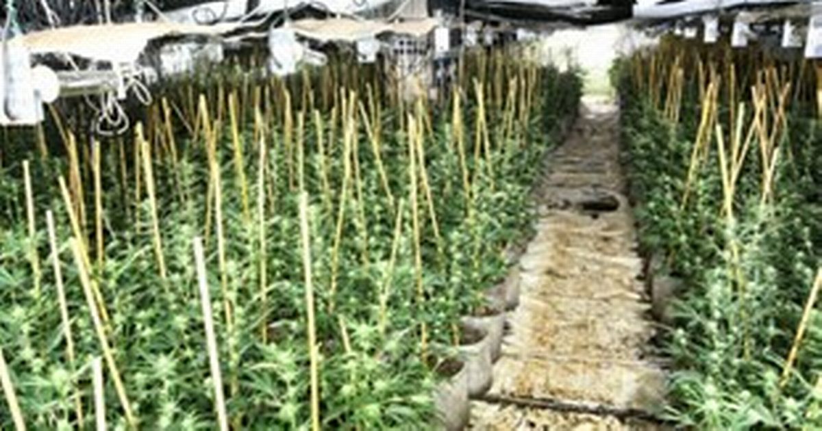 Trio jailed after police uncover Scotland’s largest-ever cannabis farm
