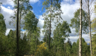 Landmark for Scotland’s Finest Woods awards