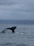 Fishermen Admiring Whale's Tail Suddenly Realize She's In Danger