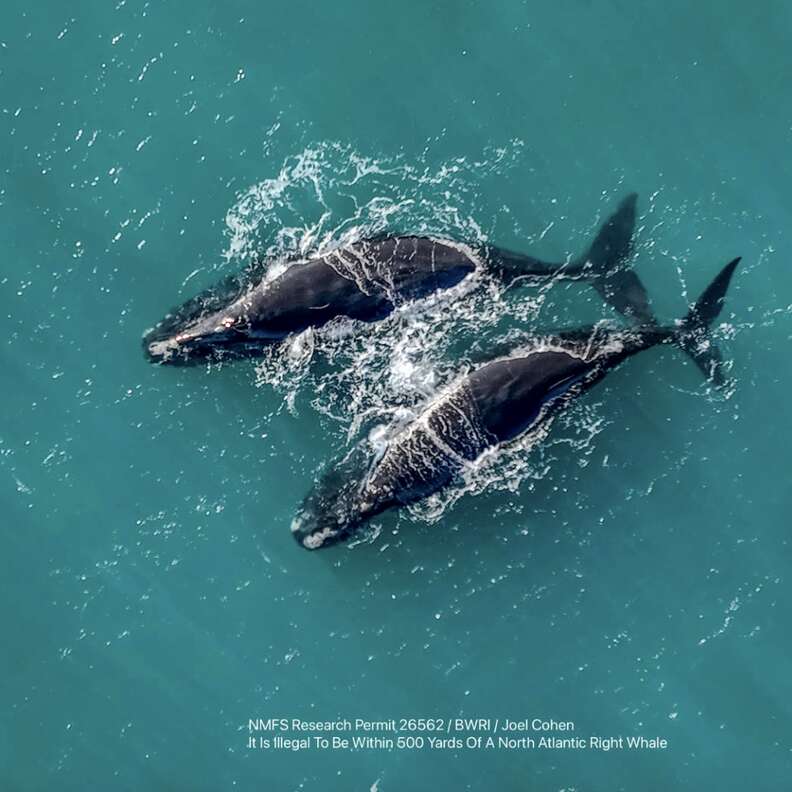 whales in ocean 