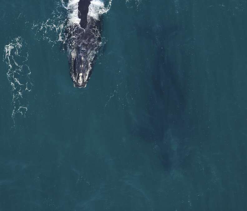 whales in ocean 