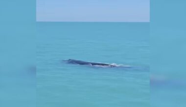 People Are Stunned To Spot Extremely Rare 'Once In A Lifetime' Animals On Mysterious Journey