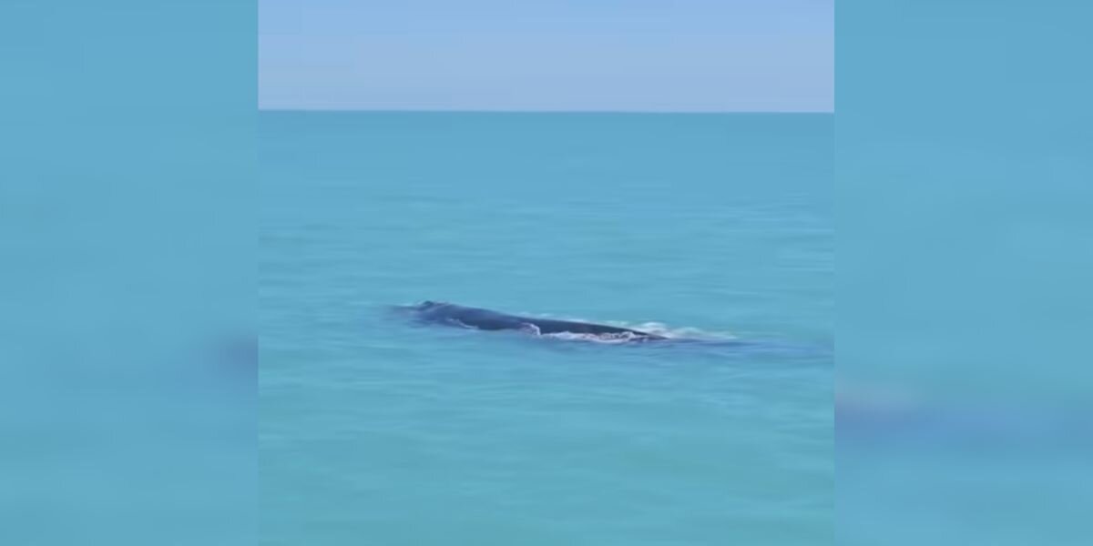People Are Stunned To Spot Extremely Rare 'Once In A Lifetime' Animals On Mysterious Journey