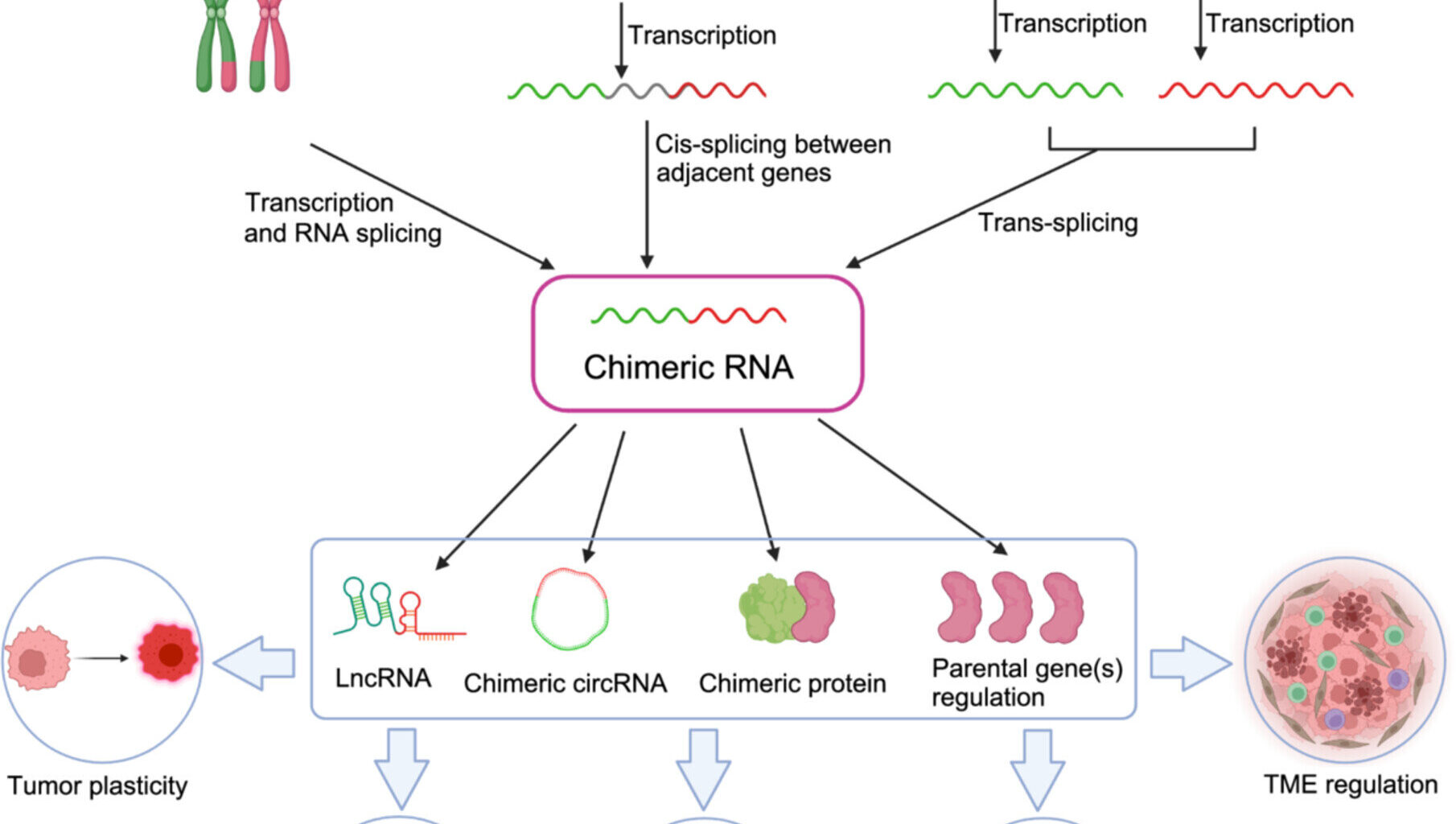 Genetic variations in prostate cancer across different patient groups identified