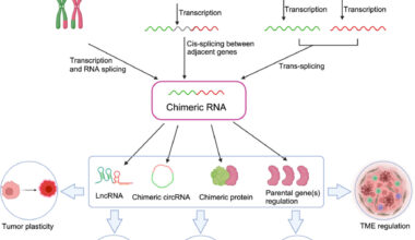 Genetic variations in prostate cancer across different patient groups identified