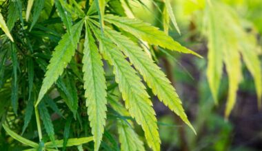 Police to stop searching people because they smell cannabis